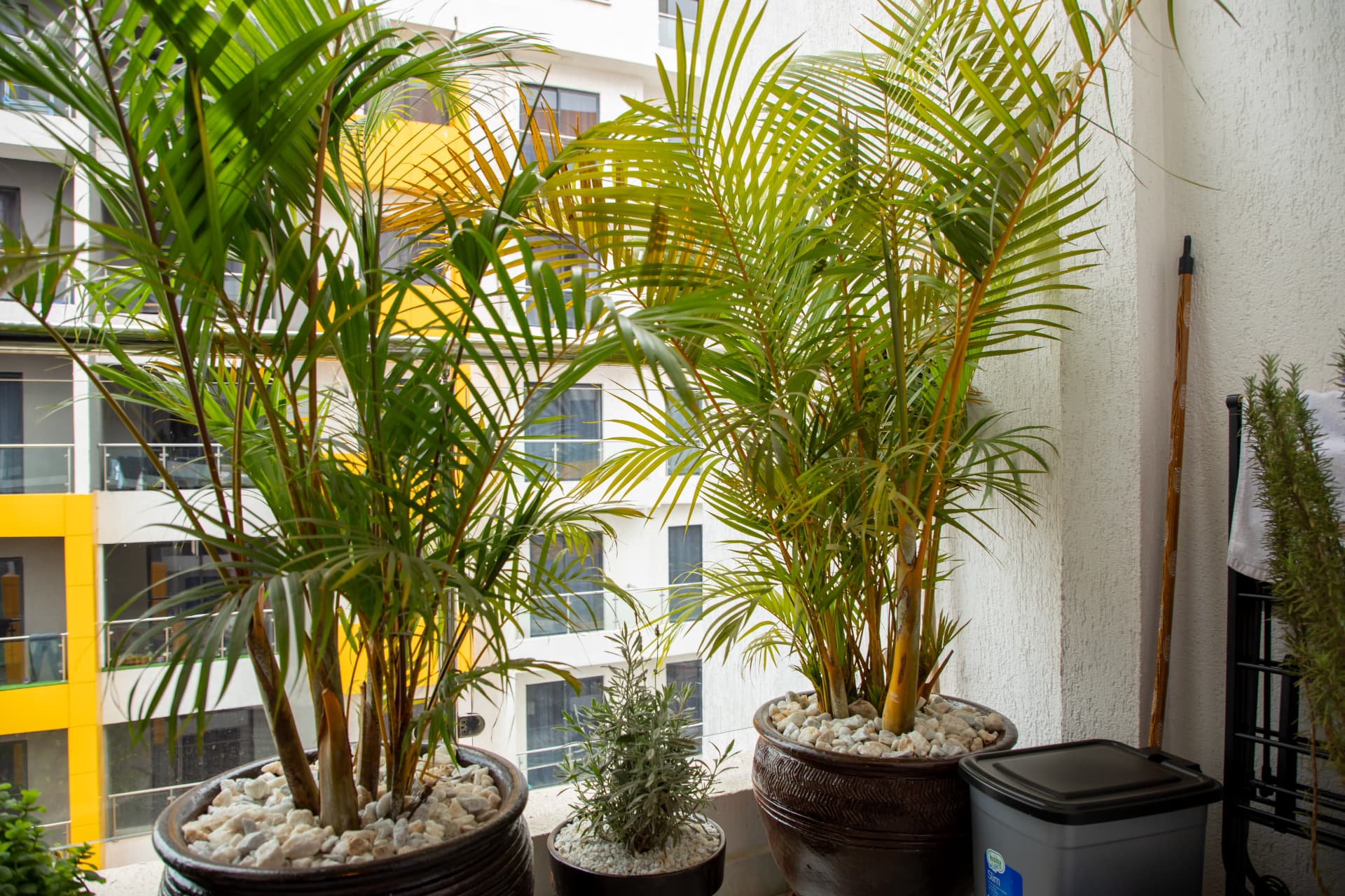 Palms on the balcony with the city beyond