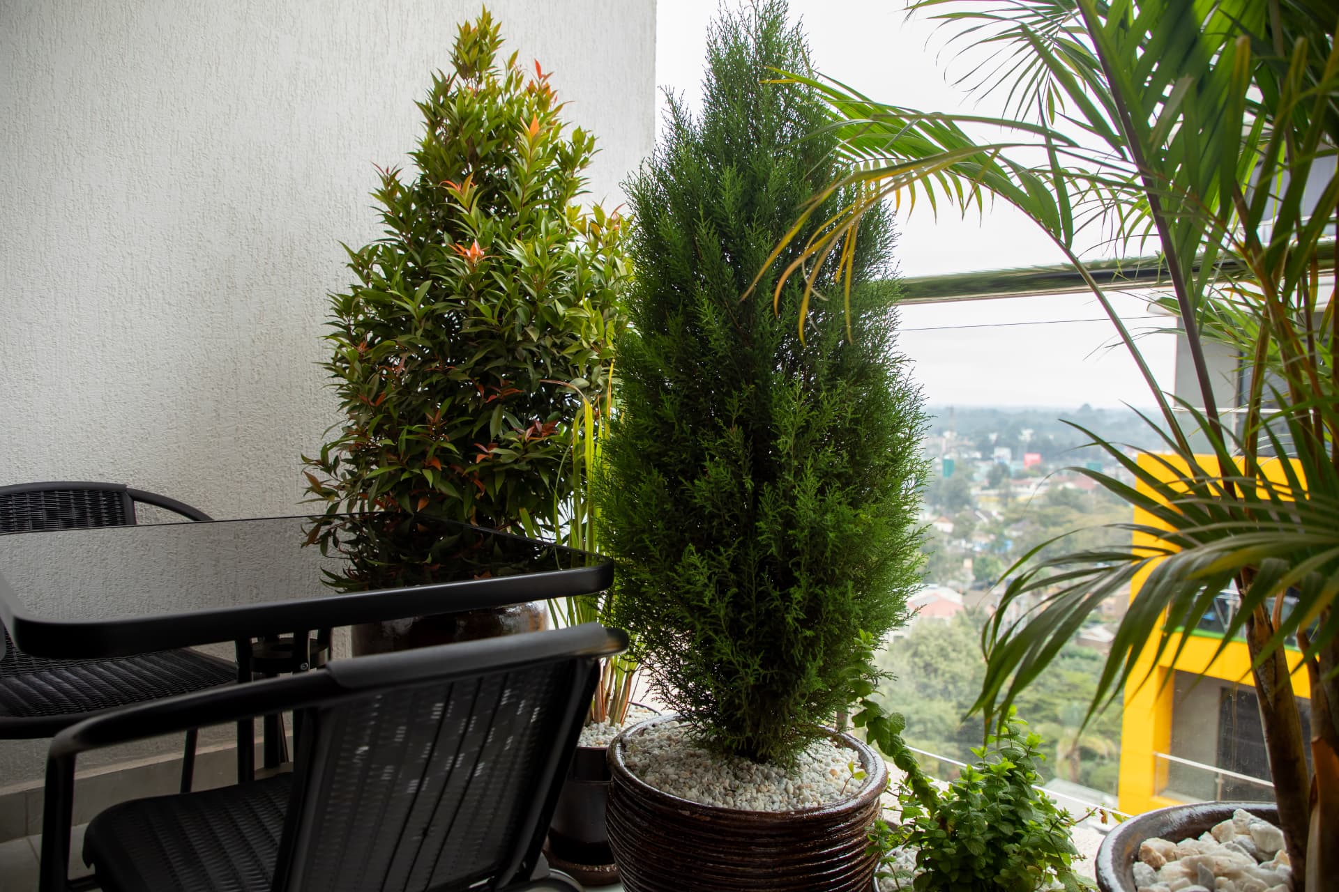 Balcony greenery looking out over the neighbourhood